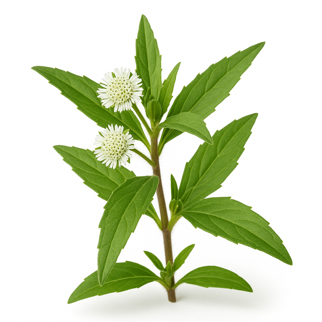 Bhringraj Extract
