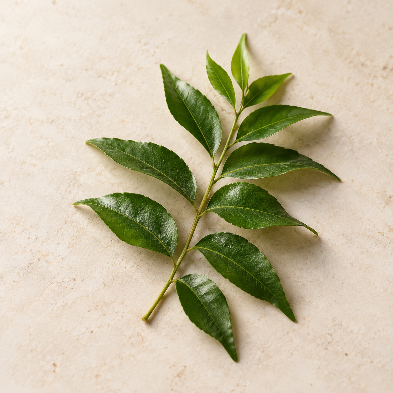 Curry Leaves