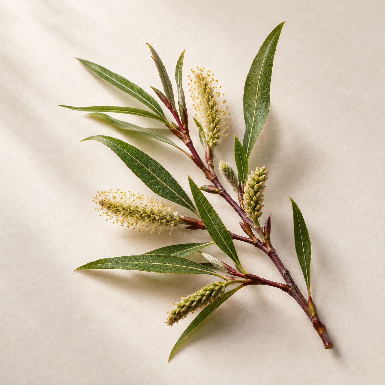 Salix Purpurea Extract