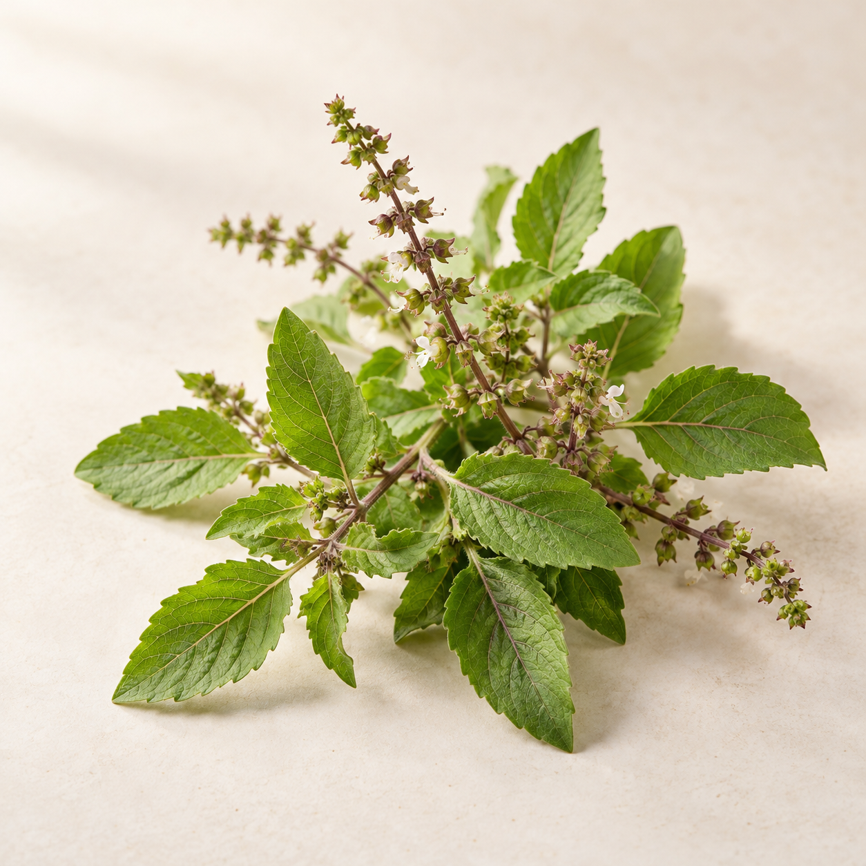 Tulsi Extract