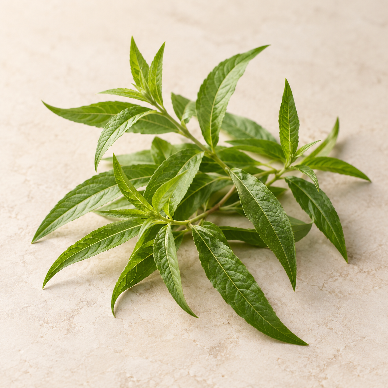 Verbena Extract